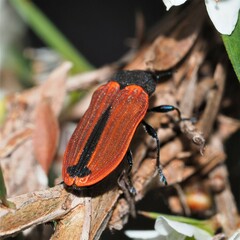 Castiarina erythroptera