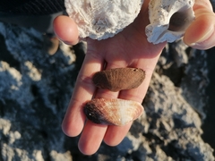 Barbatia barbata
