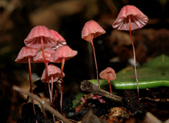Marasmius haematocephalus