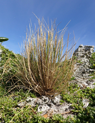 Puccinellia chathamica
