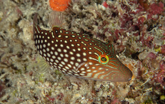 Canthigaster janthinoptera