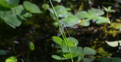 Lestes tridens