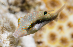 Canthigaster bennetti