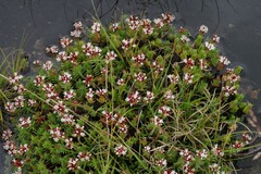 Crassula dependens