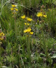 Berkheya rhapontica