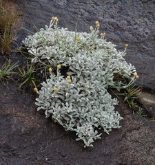 Helichrysum argyrophyllum