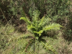 Blechnum nudum