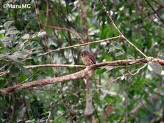 Malacoptila panamensis