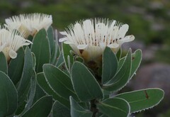 Protea subvestita