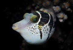 Paraluteres prionurus