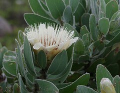 Protea subvestita