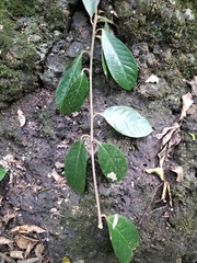 Litsea stocksii