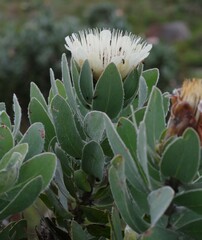 Protea subvestita