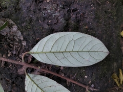 Litsea stocksii