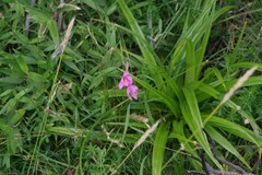 Hesperantha huttonii