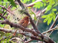 Malacoptila panamensis