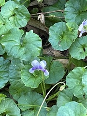 Viola banksii