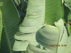 Cigaritis natalensis