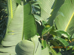 Cigaritis natalensis