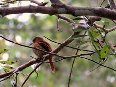 Malacoptila panamensis