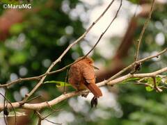 Malacoptila panamensis