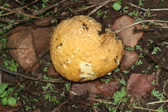 Calvatia flava