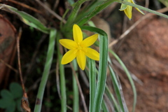 Hypoxis argentea