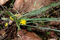 Hypoxis argentea