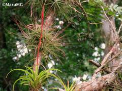 Tillandsia polystachia