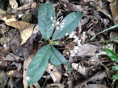 Ixora nigricans