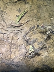Plantaginaceae