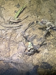 Plantaginaceae
