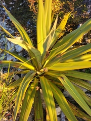 Cordyline indivisa