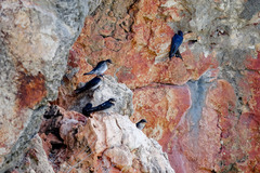 Hirundo neoxena carteri