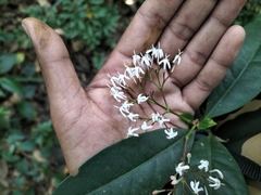 Ixora nigricans