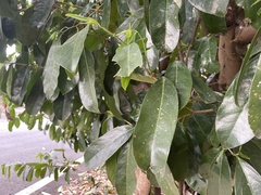 Annona montana