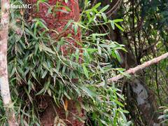 Epidendrum cardiophorum