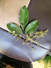 Aglaia lawii