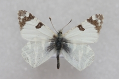 Euchloe belemia