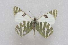 Euchloe belemia