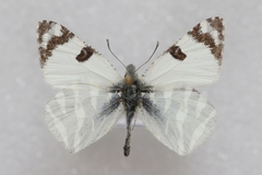 Euchloe belemia