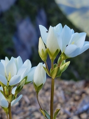 Gentianella montana montana