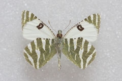 Euchloe belemia