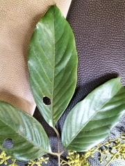 Aglaia lawii