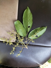 Aglaia lawii