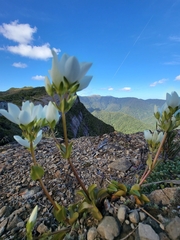 Gentianella montana montana