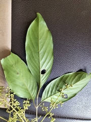Aglaia lawii