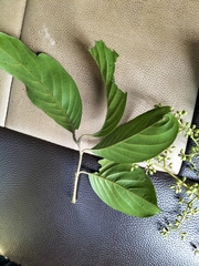 Aglaia lawii