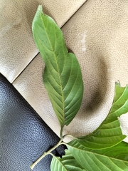 Aglaia lawii