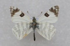 Euchloe belemia belemia